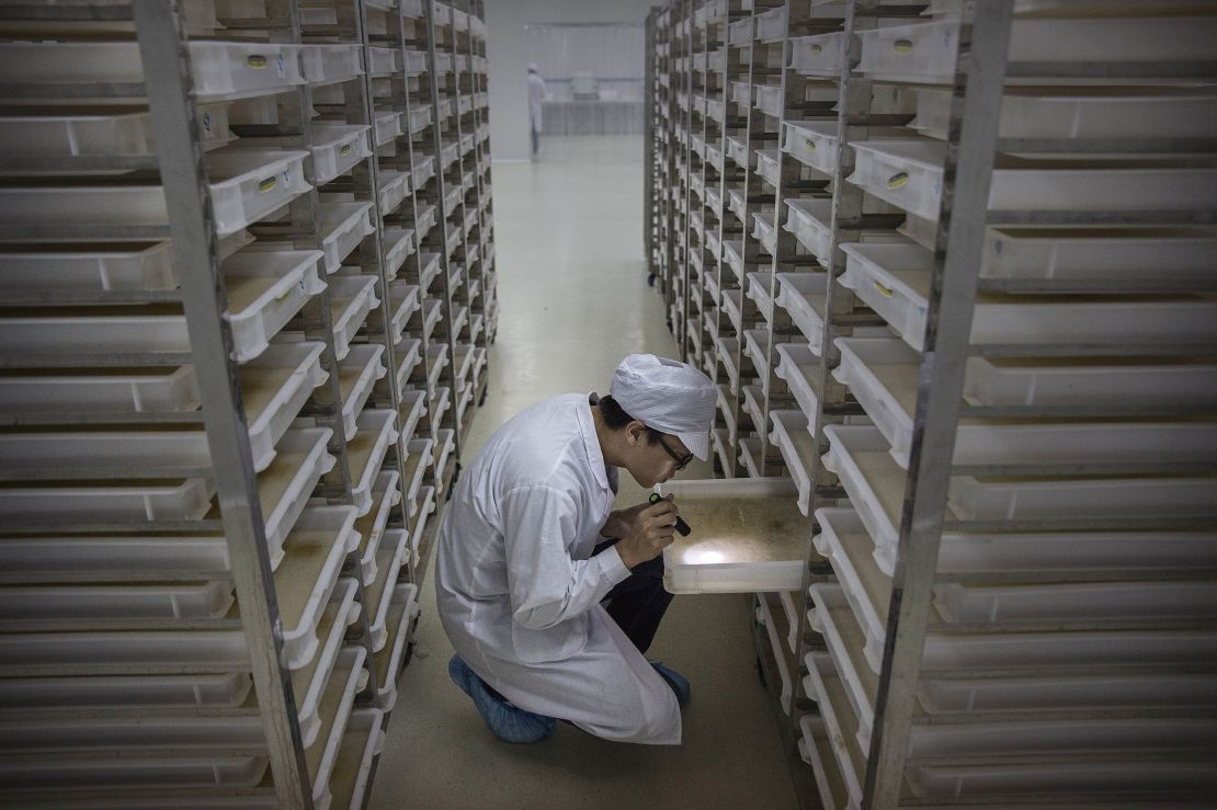 A lab technician looks at trays of larvae in the "mosquito factory's" mass production facility.