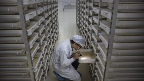 A lab technician looks at trays of larvae in the "mosquito factory's" mass production facility.