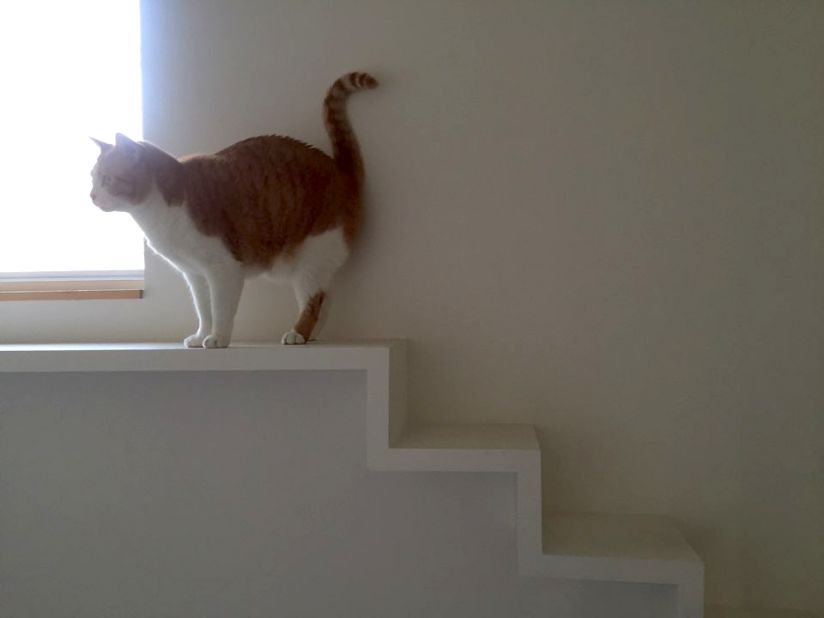 Cat corridors, ledges and stairwells make it easy for the pet to explore. 