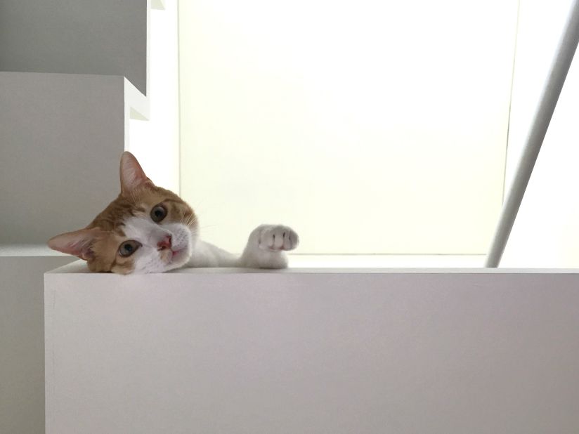 Designed by South Korean architecture firm OBBA, the 50m2 house in Seoul has some unusual features -- like a cat-friendly stairwell that is just the right size for the owners' pet to climb.