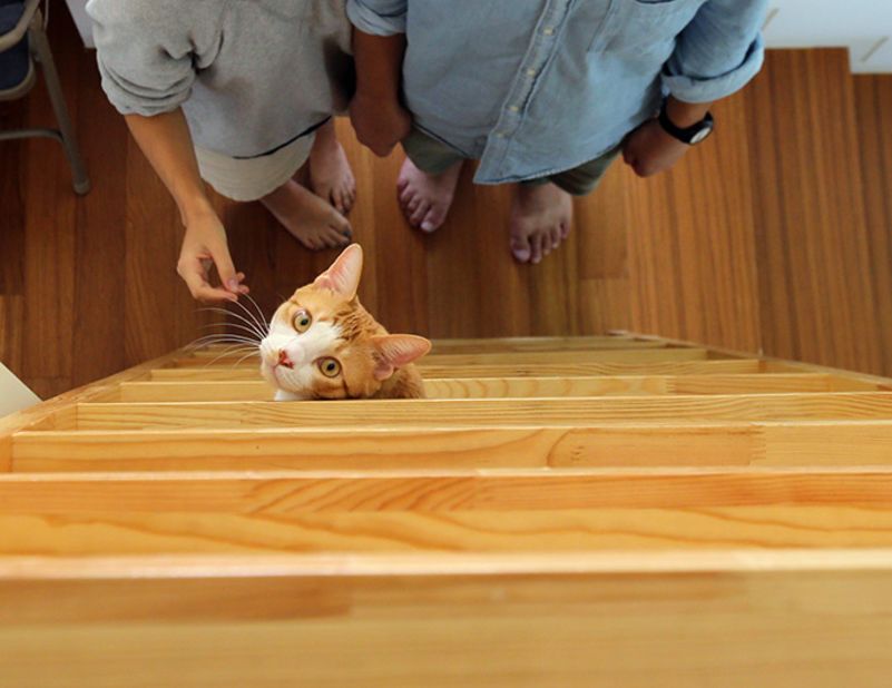 Built-in ladders, cat walks and stairwells provide a playground for the owners' cat. 