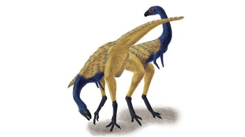 An artist impression of the Limusaurus. The Ostrich-sized dinosaur was found in Xinjiang in China's far west. Researchers say it lost its teeth as it matured.
