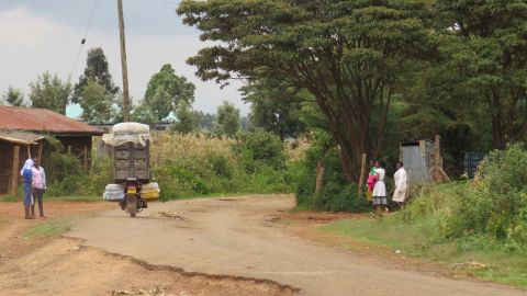 Croton trees on village road in rural Kenya. Few farmers are aware the crop has value.