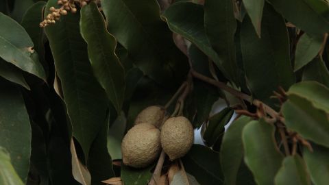 The Croton megalocarpus tree is common throughout much of East and Central Africa