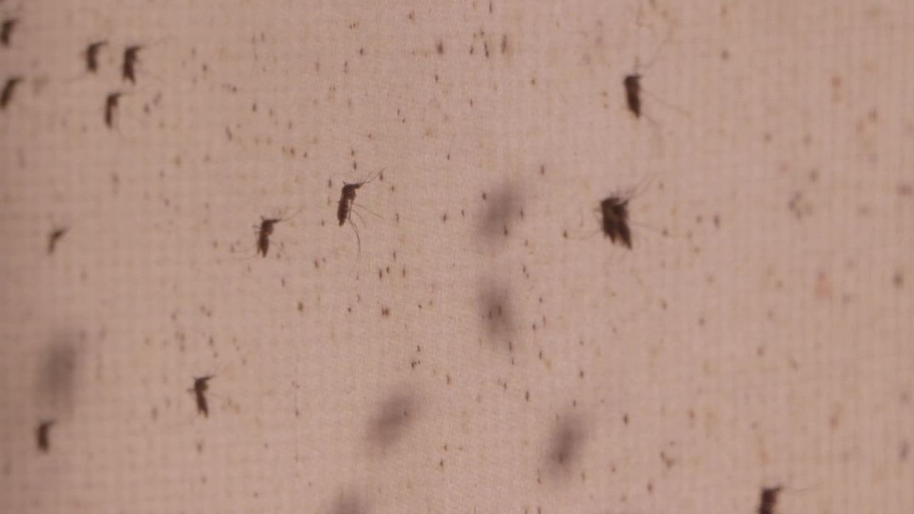 china inside mosquito factory_00002316.jpg