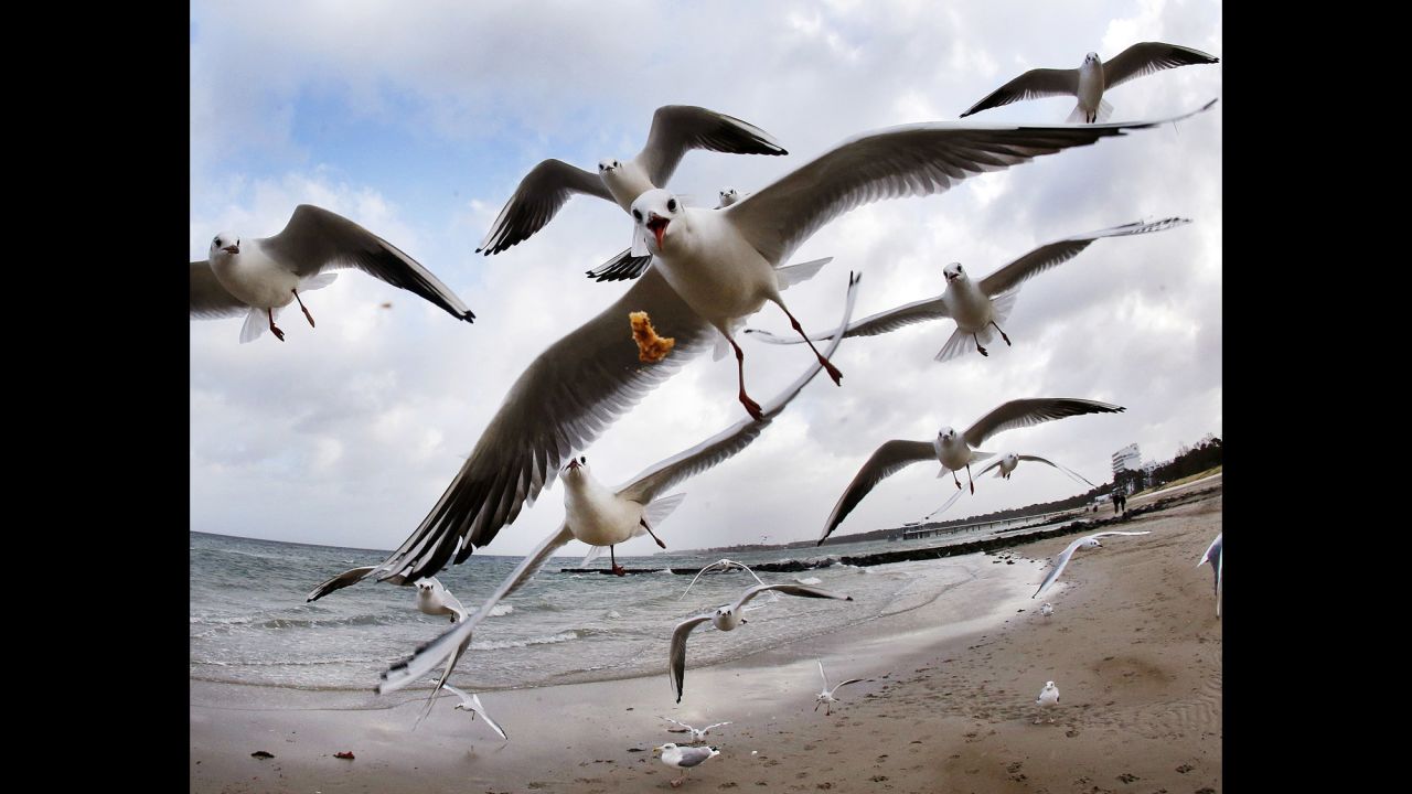 Sea gulls take flight at the Baltic Sea beach of Timmendorfer Strand, Germany.