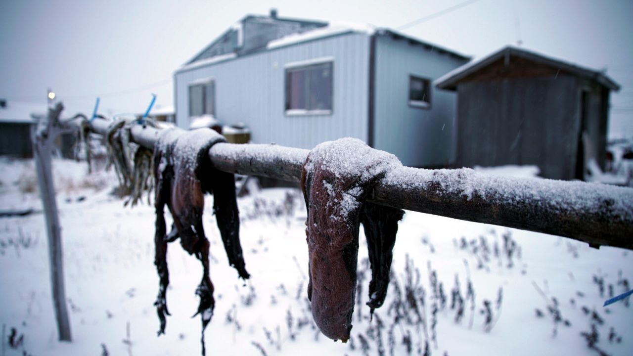 Local meats, including seal, hang from drying racks in the village. Seal oil, made from blubber, is a staple.