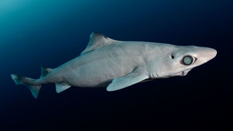 Little gulper shark (Centrophorus uyato), Cape Eleuthera, Bahamas.