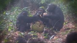 16x9-chimps-still.jpg