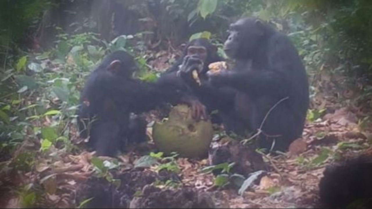 16x9 chimps still.JPG