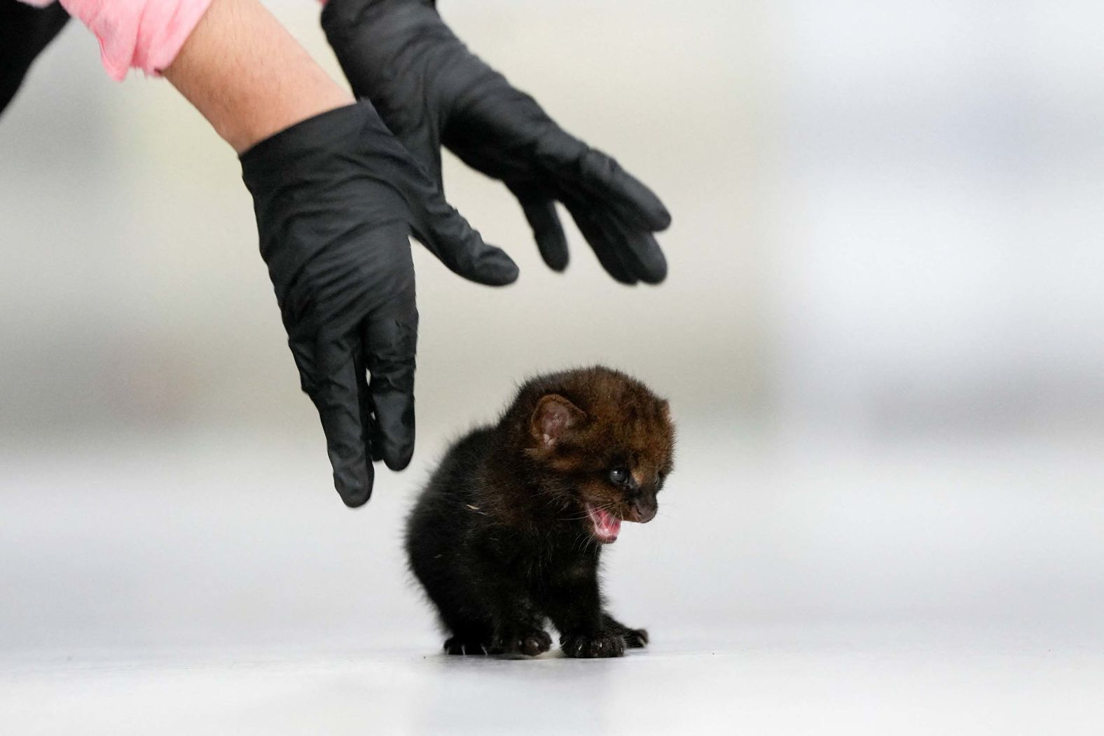 A two-week-old jaguarundi squeals at a wildlife veterinary hospital in Panama City, Panama, on Wednesday, August 13. Jaguarundis, also known as otter cats, are wild cats native to the Americas.