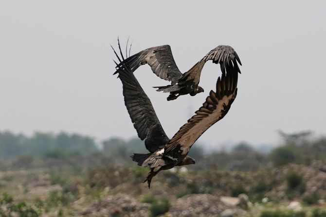 Vultures appear in the shape of a heart as they fly over Jammu, India, on Tuesday, May 27.