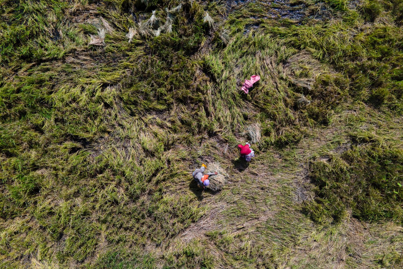 Farmers work in a rice paddy field in Lhoknga, Indonesia, on Thursday, January 23.