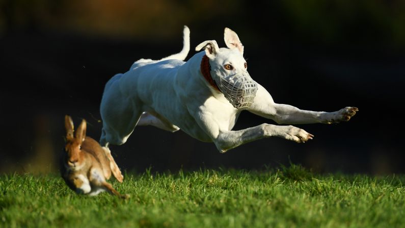 A dog named Cumulus Nimbus competes in a coursing event in Limerick, Ireland, on Wednesday, December 28. In coursing, dogs are scored as they chase down game.
