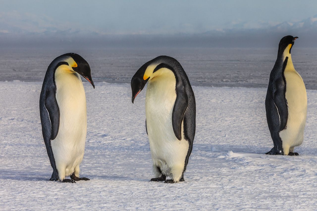<strong>Penguins:</strong> Emperor (pictured) and Adelie Penguins wander along the sea ice edge during the summer season. The National Science Foundation funds researchers who study how these birds are affected by climate change.  