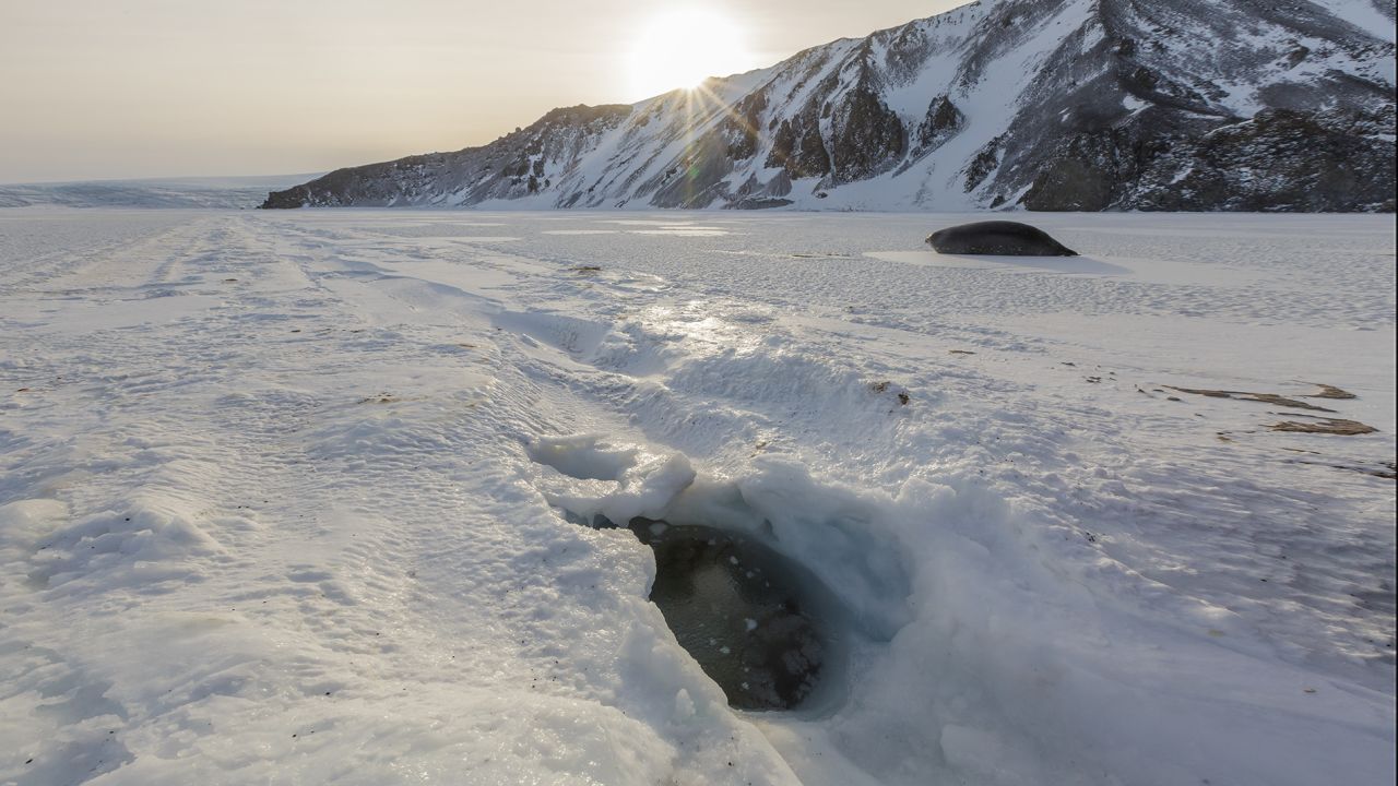 <strong>Seals:</strong> Weddell seals populate McMurdo Sound and, from a distance, can resemble large slugs. They keep holes open along sea ice cracks so that they return to the water when needed. The seals can dive to depths of up to 2,000 feet. 