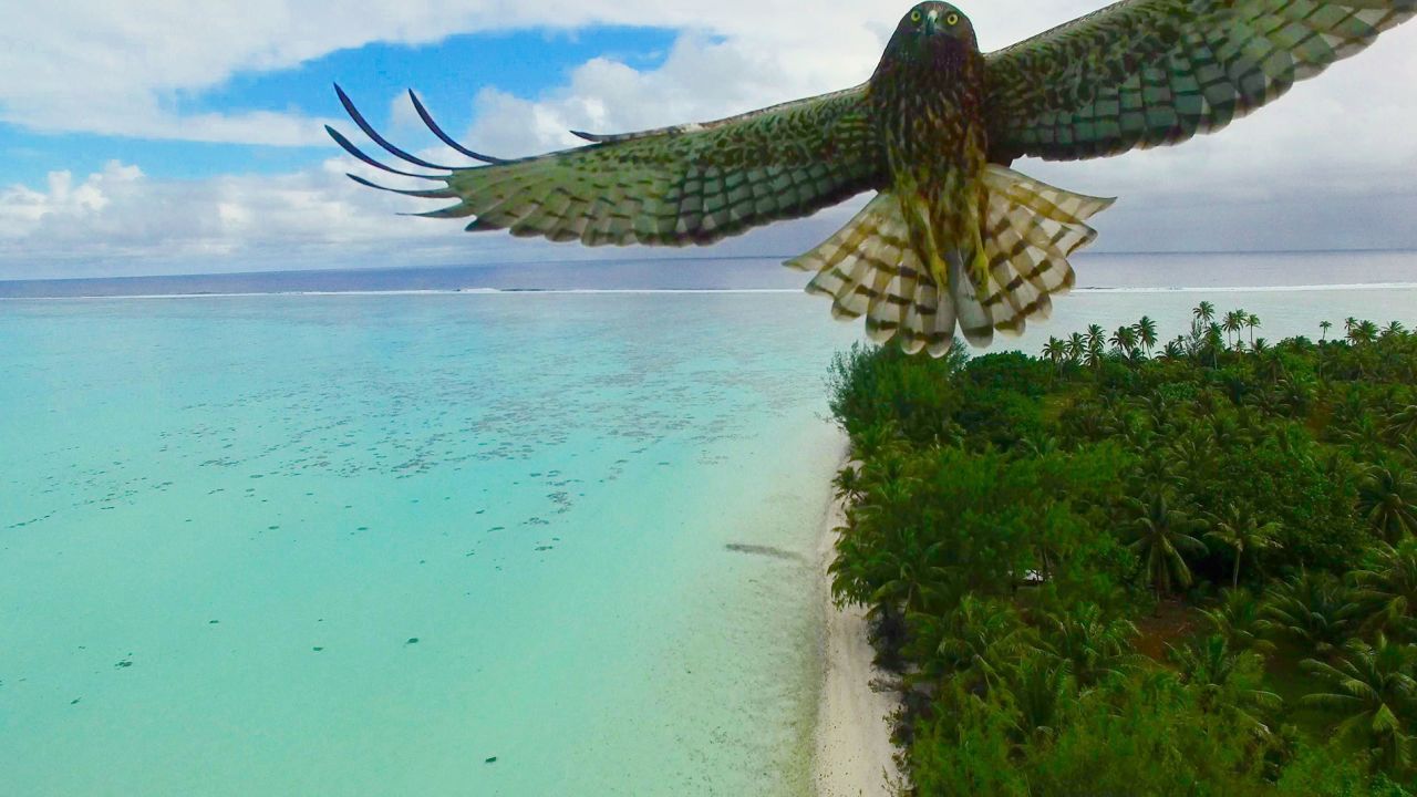 <strong>Bird attack: </strong>"A magnificent bird attacks my drone," says photographer Actua Drone of this  image shot in French Polynesia.