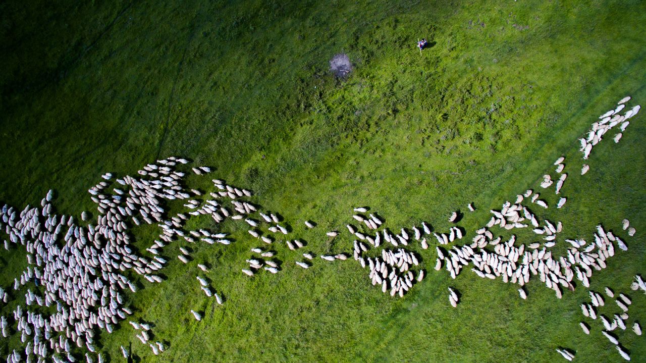<strong>Swarm of sheep: </strong>From a distance they might look like sesame seeds, but this is in fact a herd of sheep in Marpod, a small commune in Romania. 