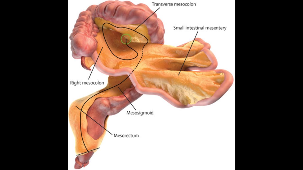 01 mesentery organ