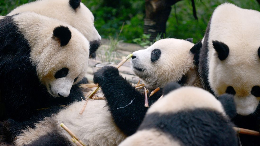 <strong>Chengdu, China -- </strong>Want to get close to these amazing animals? The Chengdu Research Base of Giant Panda Breeding in China's Sichuan province is open for educational tours. 