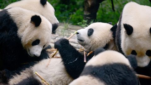 A group of pandas at the Chengdu Research Base of Giant Panda Breeding in China's Sichuan province, in September 2016. 