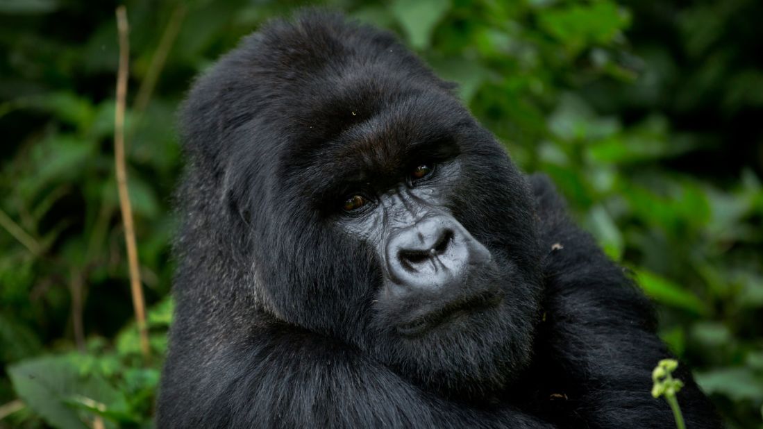 <strong>Rwanda -- </strong>The site of a horrific genocide in 1994, this African country is now one of the safest in the region. It's becoming known for its conservation work to protect wild gorillas, rhinos and lions, which is helping to boost tourism. 