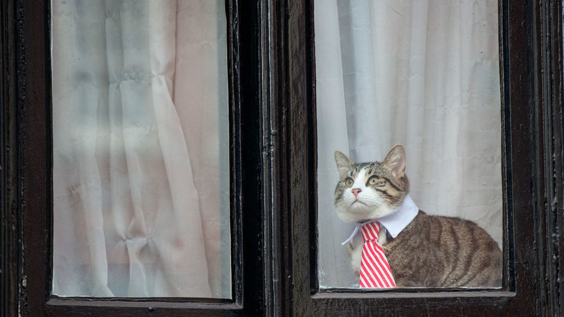 A cat wearing a striped tie and white collar looks out of the window of the Embassy of Ecuador as Swedish prosecutors question Wikileaks founder Julian Assange on November 14, 2016.