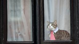 A cat wearing a striped tie and white collar looks out of the window of the Embassy of Ecuador as Swedish prosecutors question Wikileaks founder Julian Assange on November 14, 2016 in London, England.