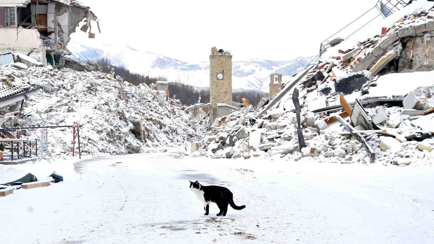 A cat wanders amid rubble in Amatrice, Italy, on Thursday, January 5. The town <a href="http://www.cnn.com/2016/10/30/europe/italy-earthquake/" target="_blank">was battered by earthquakes</a> in August and October.