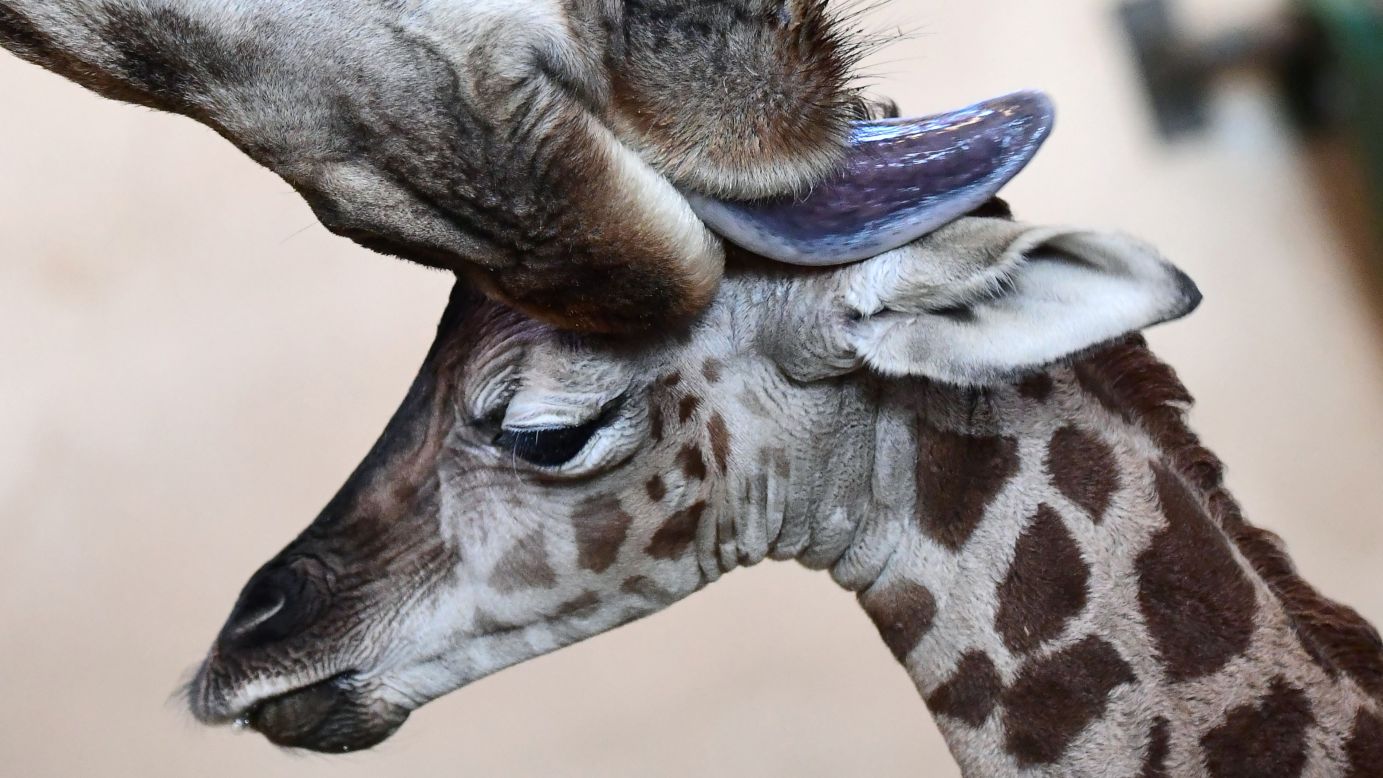A 3-day-old giraffe is cleaned by its mother at a zoo in Budapest, Hungary, on Tuesday, January 3.