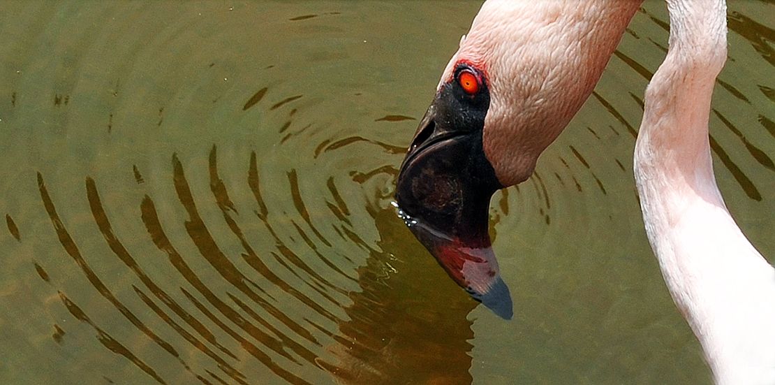Lesser flamingos face the impending danger of soda ash mining, threatening to disturb their delicate habitat.