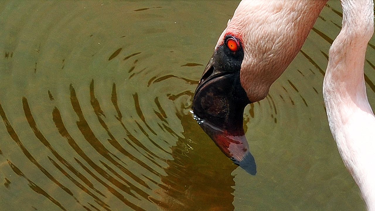 Lesser flamingos face the impending danger of soda ash mining, threatening to disturb their delicate habitat.