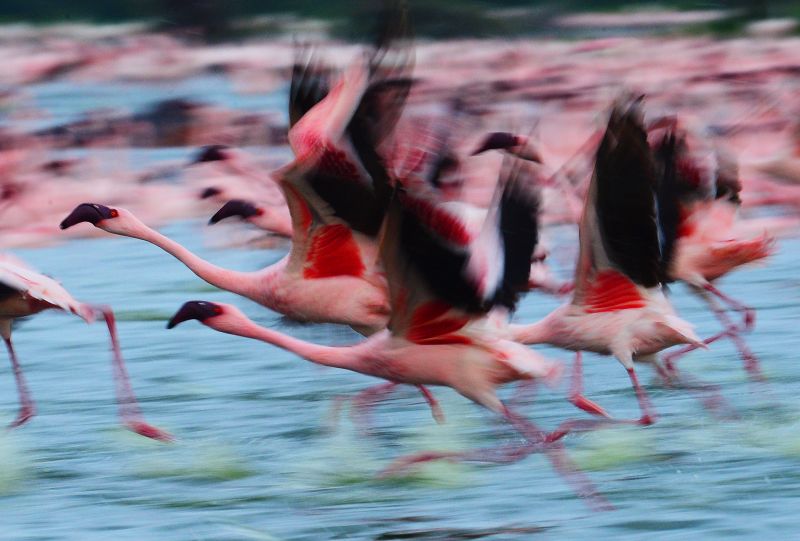 Why toxic lakes are a paradise for flamingos | CNN