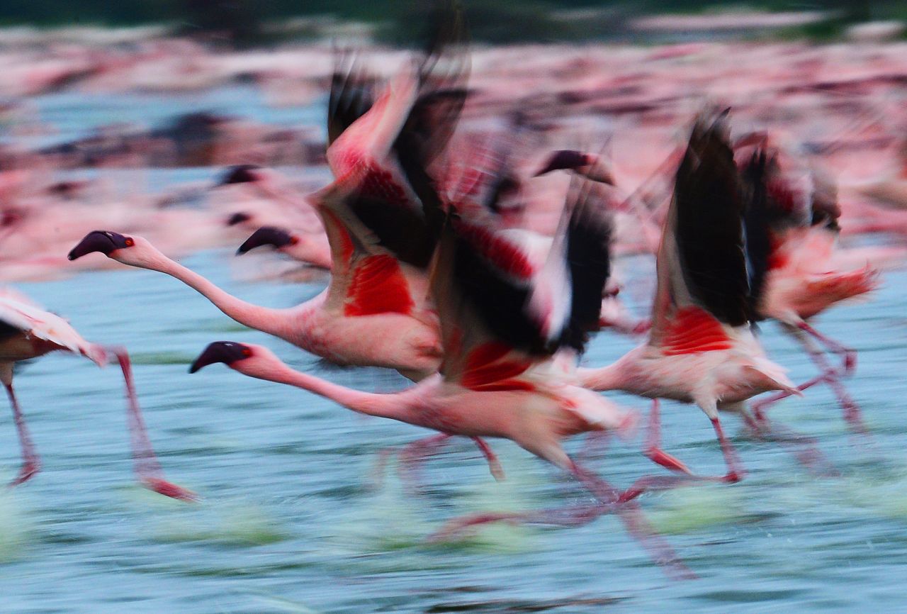 Visit Lake Natron in Tanzania and you'll find 75% of the world's 3.2 million lesser flamingos. The lake's hypersaline water can strip away human skin, and breeds algae toxic to many forms of animal life, but the bird flourishes in these conditions thanks to its incredibly adapted body.