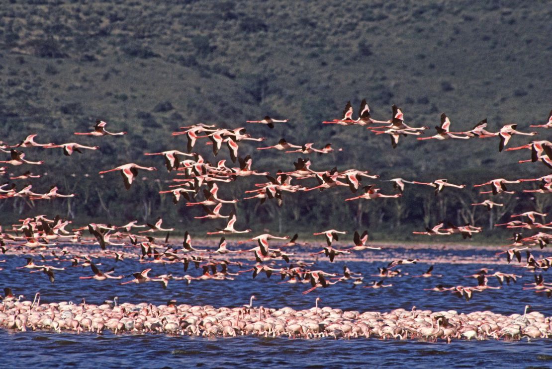 Flock of lesser flamingos in a shallow soda lake of East Africa's Great Rift Valley, Phoenicopterus minor, Lake Nakuru National Park, Kenya, East Africa