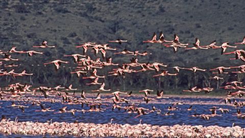 Flock of lesser flamingos in a shallow soda lake of East Africa's Great Rift Valley, Phoenicopterus minor, Lake Nakuru National Park, Kenya, East Africa
