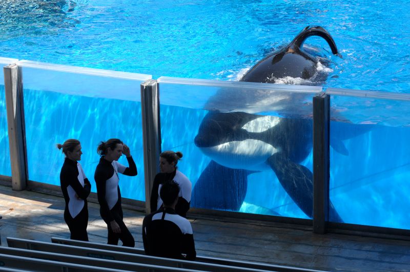 Tilikum, Killer Whale At Center Of ‘Blackfish,’ Dies | CNN