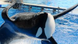 Killer whale "Tilikum" appears during its performance in its show "Believe" at Sea World on March 30, 2011 in Orlando, Florida.  "Tilikum" is back to public performance March 30, the first time since the six-ton whale has performed since killing trainer 40-year-old trainer Dawn Brancheau at the marine park on February 24 2010, after Sea World Parks & Entertainment president Jim Atchinson signed off on the decision this week.