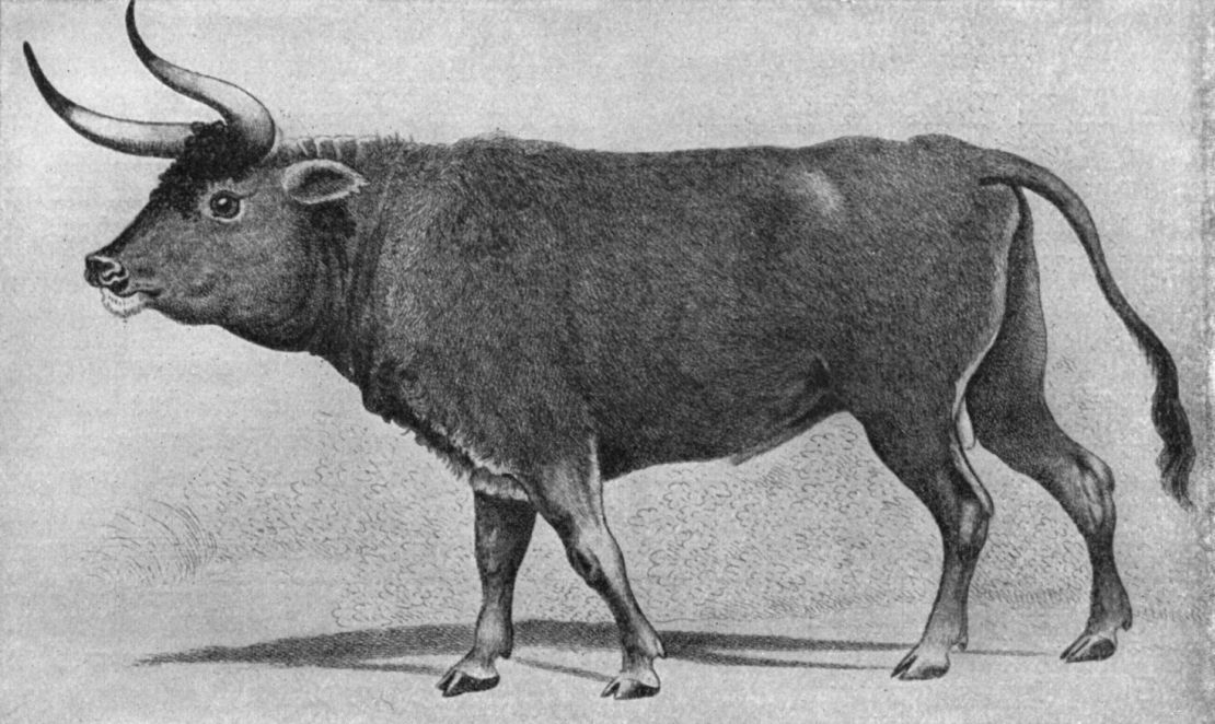 Archaeologists are concerned further drilling could destroy a preserved hoof print of an auroch, an extinct prehistoric cattle. 