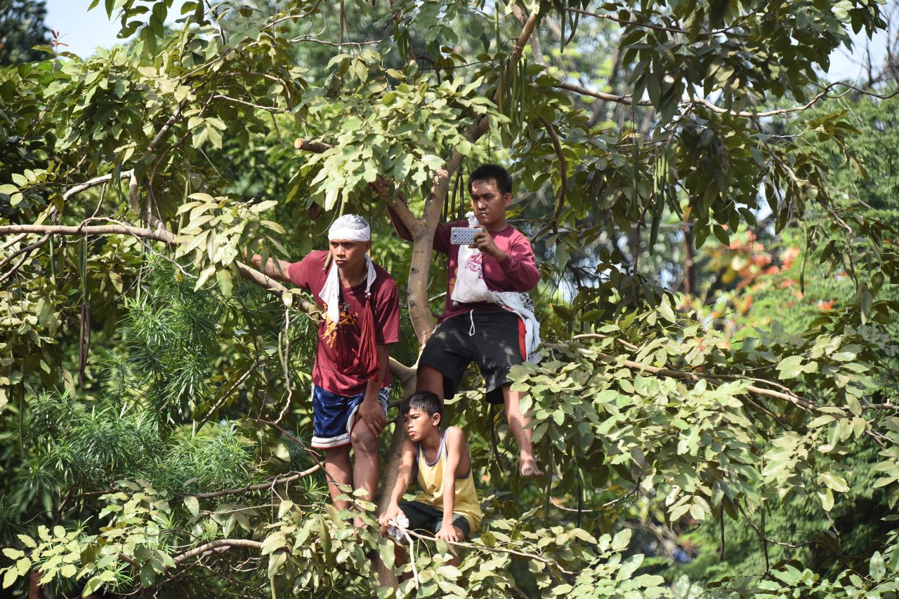 Men climb a tree to get a better view of the procession. 