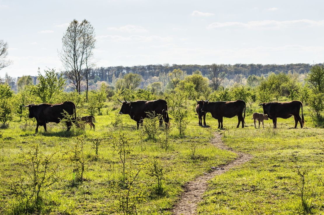 Small Tauros herd in the Czech Republic. 