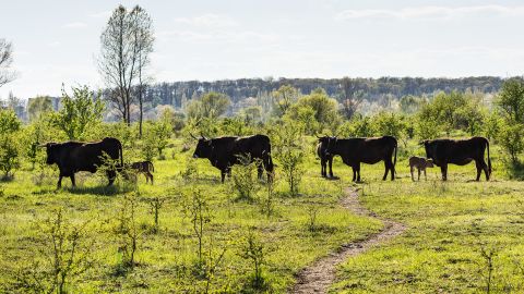 Small Tauros herd in the Czech Republic. 