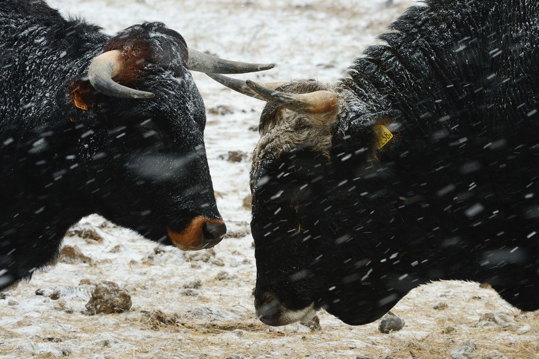 Aurochs were formidable grazers and are expected to restore dysfunctional ecosystems. 