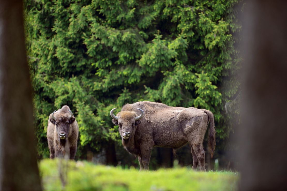 Bison have successfully been re-introduced to areas of Europe and the US. 