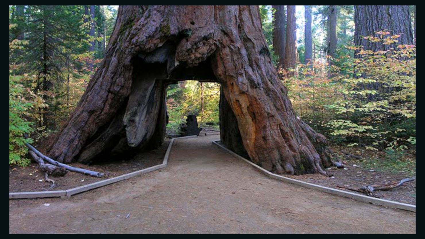 The hole in the Pioneer Cabin tree was cut in the 1880s.