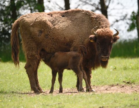 Opponents of 're-wilding' schemes are concerned that introducing a species could imbalance an ecosystem, but other bovines such as bison have been successfully re-wilded in the US and Europe. 