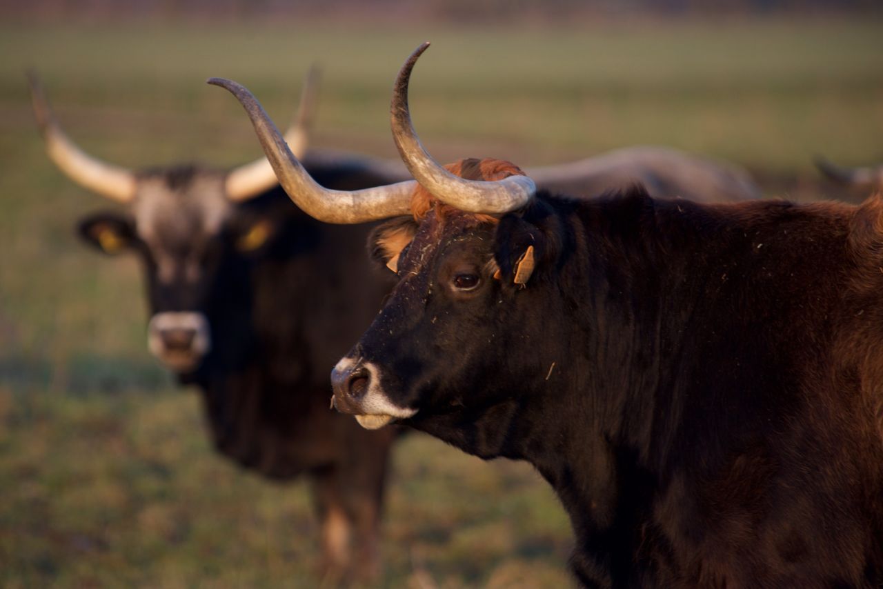 Wild supercows return to Europe | CNN