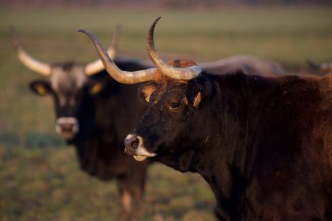 The group assembled breeds with genetics most similar to the auroch, and bred them together for a closer match. <br />These included the Maronesa cow of Portugal.