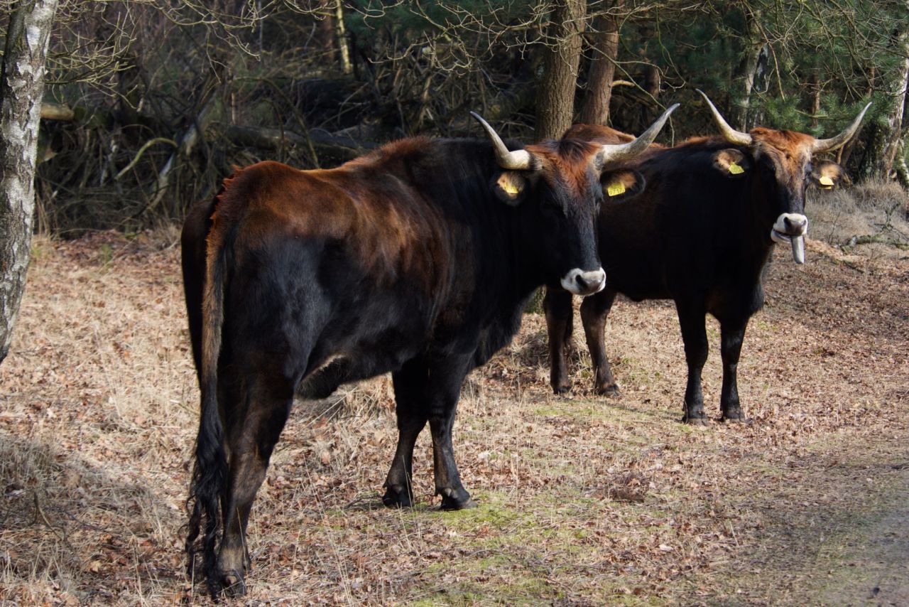 The Tauros programme and partners hope the scheme can eventually be expanded so the animals roam over tens of thousands of hectares in Europe. 