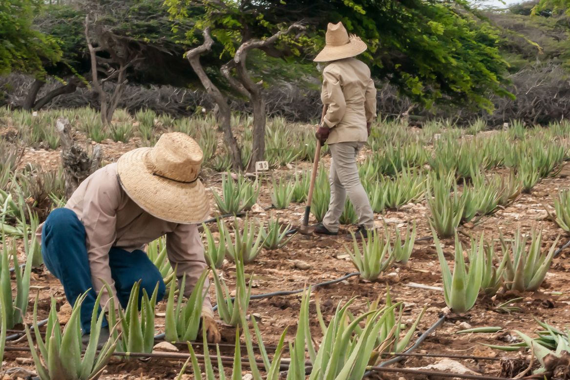 The harvest supports the production of goods sold in 16 stores on the island. Aruba Aloe also sells products online.